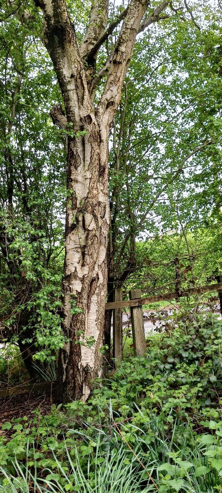 A silver birch trunk at the edge of the wood, with the paddock fence behind