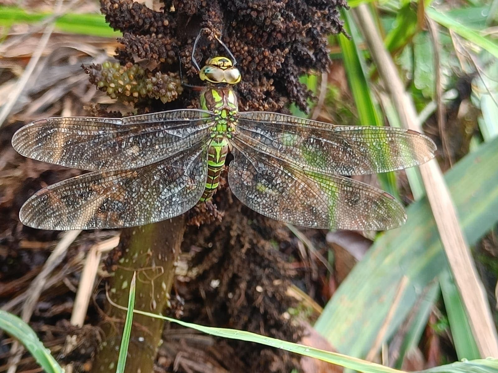 A hawker dragonfly drying its wings on a bulrush head by the pond