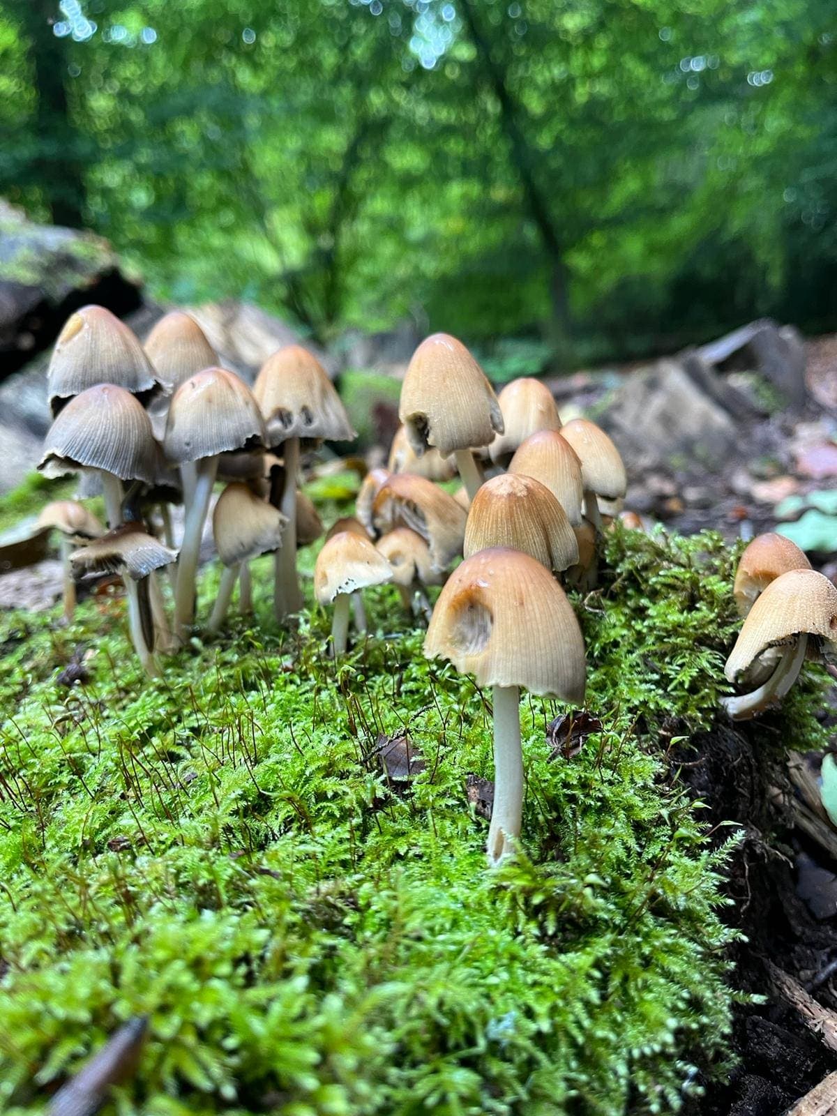 A cluster of small brown mushrooms growing through moss