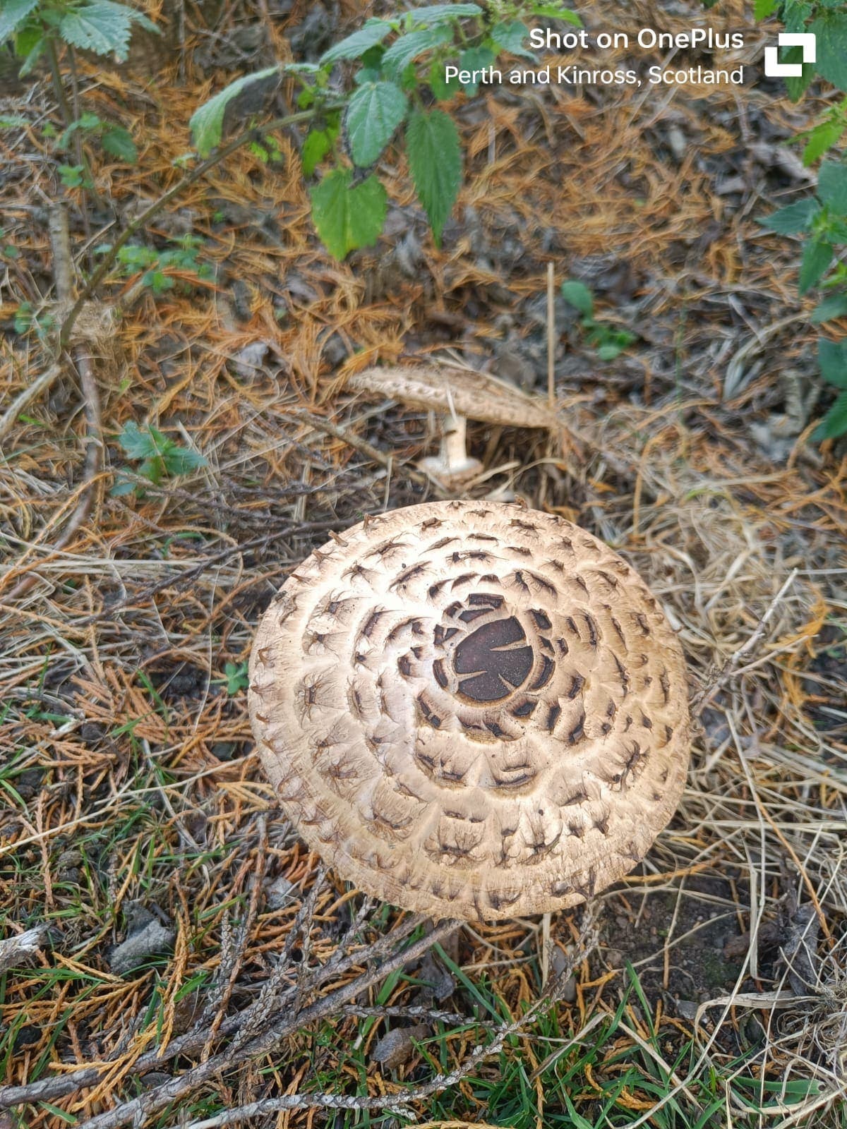 A parasol mushroom on the woodland floor