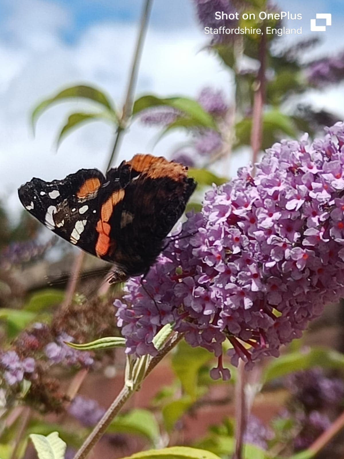 A red admiral butterfly feeding on a buddleia flower